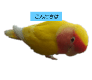 423611559