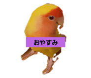 423611567
