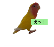 423611573