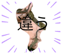 423694586