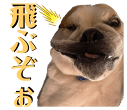 423730504