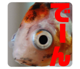 423825711