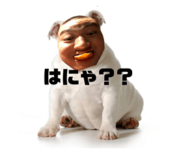 423903837
