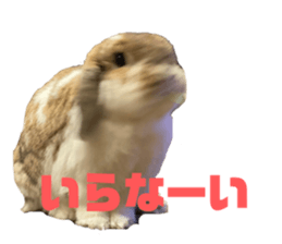 424271037