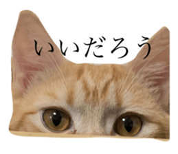 424366567