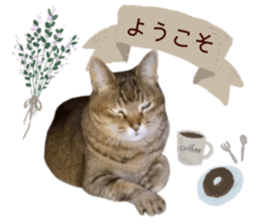 424371441