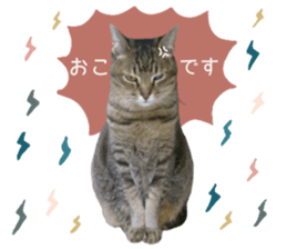 424371444