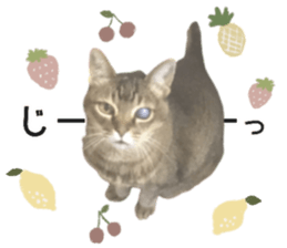 424371445