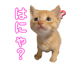 424435342
