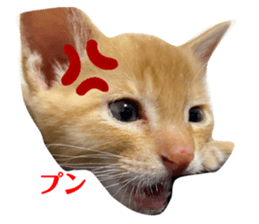 424435368