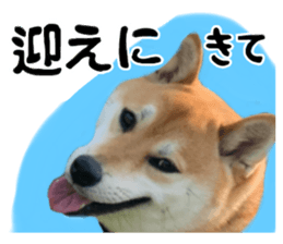 424602157