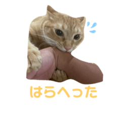 424613095
