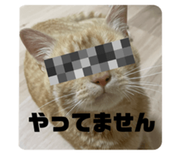 424843113