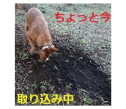 424994353