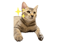 425386745
