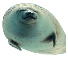 425432723
