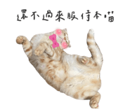 425448861