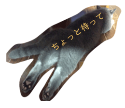 425506703