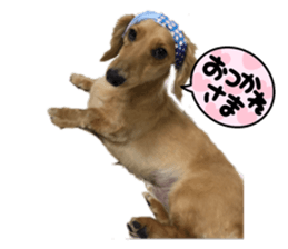 425590623
