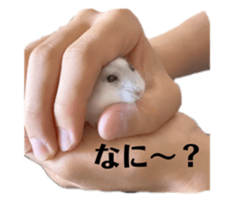 425594836
