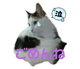 425665233