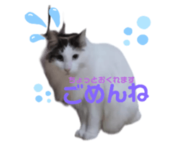 425665244