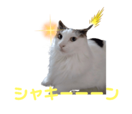 425665254