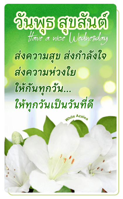 ลายที่ 12