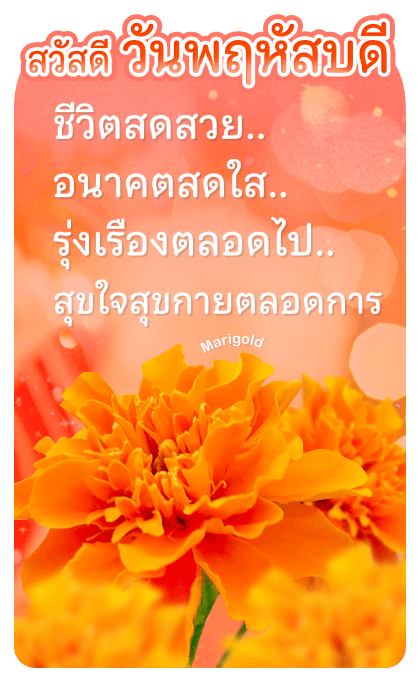 ลายที่ 13