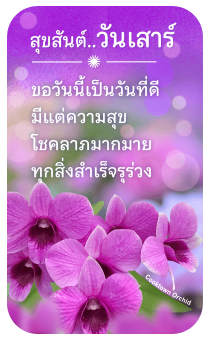 ลายที่ 22