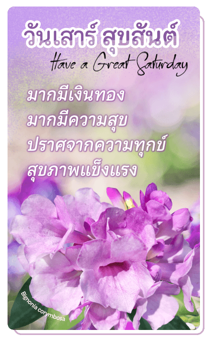 ลายที่ 24