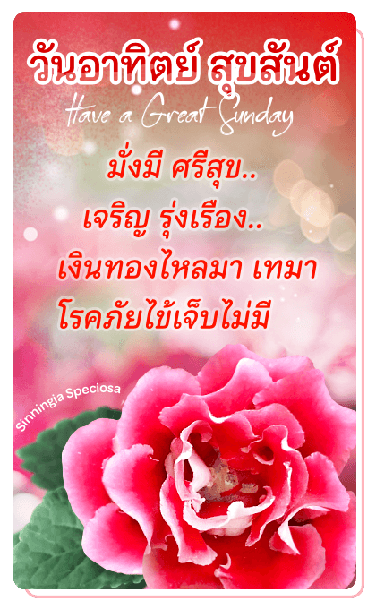 ลายที่ 28