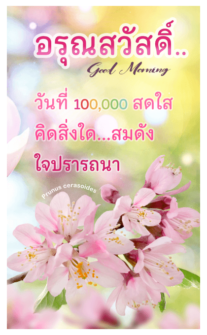 ลายที่ 29