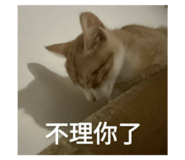 425999779