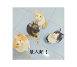 425999788