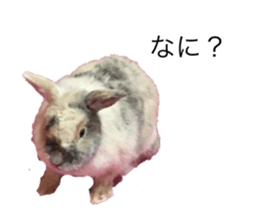 426331886