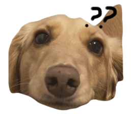 426363146