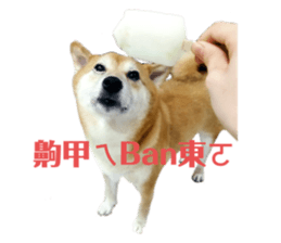 426552839