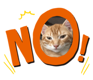 426560231