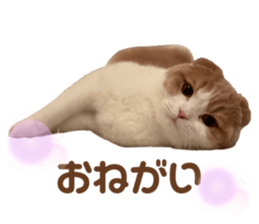 426581077