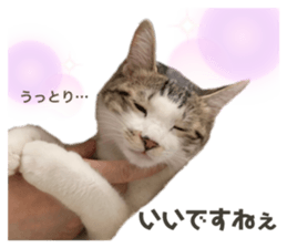 426663762