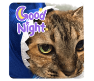 426705145