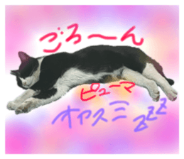 426788682