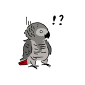 426843885