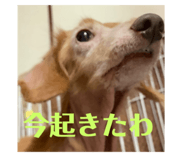 426869387