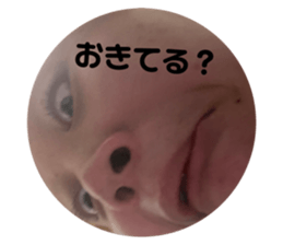 426870255