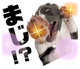 426894538