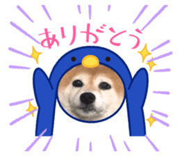 426894549
