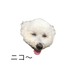 427002896