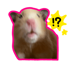 427015719